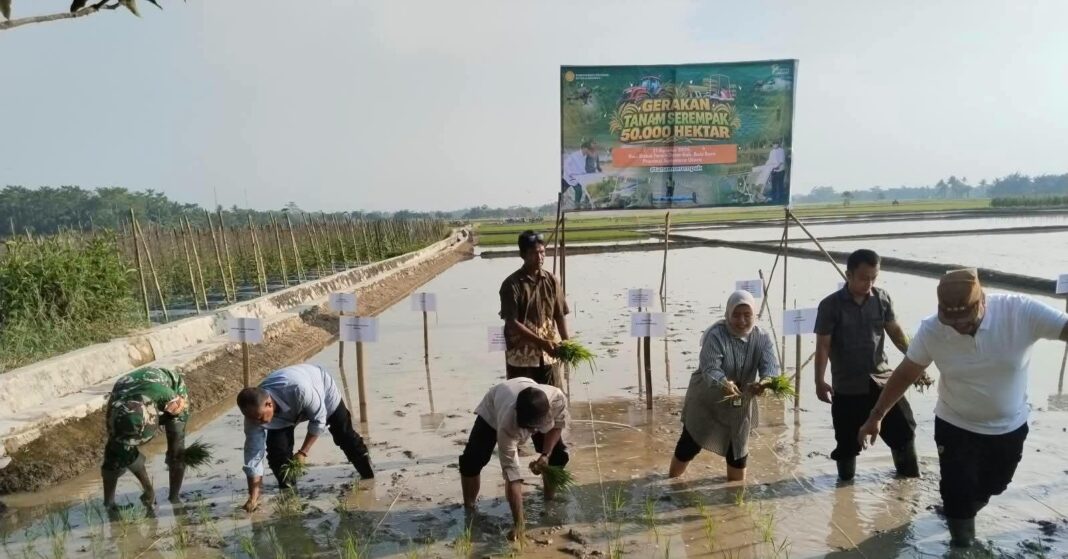 Batu